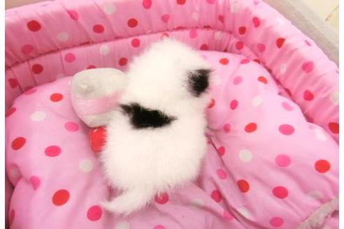 成約済の大阪府のポメラニアン-4849の1枚目